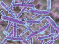 Probiotique L.Gasseri